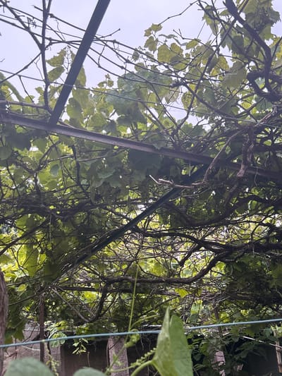 This image shows an upward view of a vine canopy, supported by a metal structure. The location is Câmara de Lobos, Portugal. Leaves, vines, and branches intertwine with a metal frame. There are grapes, a wire, and some vegetation. The sky is visible in the background.