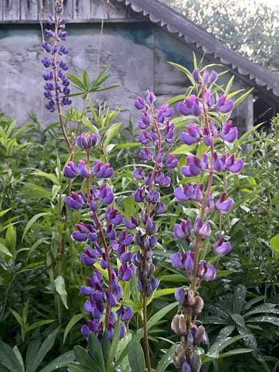 The image depicts a close-up view of several purple lupine flowers in bloom, set against a background of green foliage and a rustic wooden structure with a dark, decorative trim on its roof. The wooden structure appears to be a small building, possibly a shed or a part of a house. The scene is likely located in an outdoor setting in the village of Klobushnevo, Russia, as suggested by the architectural style and vegetation. Water droplets are visible on some of the leaves, indicating recent rain or dew. The lighting suggests it is either early morning or late afternoon, with soft, diffused light. There are no people or animals visible in the image.