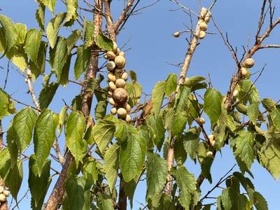 In the city of Palma de Mallorca, Spain, a close-up shot captures a cluster of snails affixed to the branches of a tree against a clear blue sky. The tree has rough, brown bark and is adorned with numerous green, serrated leaves. The snails, with their coiled shells, are predominantly a light brown and beige color. They are clumped together, some appearing to be attached directly to the bark, while others are nestled among the leaves. The image highlights the textures of the leaves and the shells of the snails, with the bright sky serving as a simple backdrop.