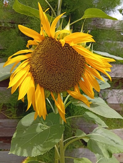 A close-up, eye-level shot captures a mature sunflower in full bloom, its large head tilted slightly to the right, showcasing its intricate seed-filled center and vibrant yellow petals. The background reveals a wooden fence, partially obscured by lush green foliage and thin, feathery plants, suggesting an outdoor setting, possibly a garden or yard. The lighting indicates a bright, sunny day, casting subtle shadows on the sunflower's leaves and petals, which appear slightly wilted in places. The overall impression is one of natural beauty and a serene outdoor environment, located in Kiełczów, Poland. There are no people or animals present in the scene.