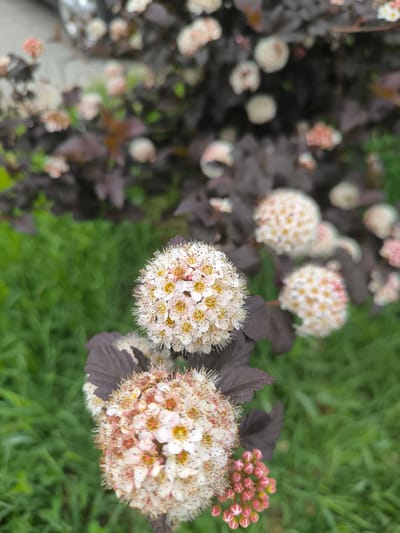 In an outdoor setting, likely in Laskino, Russia, a close-up view focuses on a flowering plant with dark, purplish-brown leaves and spherical clusters of small, white and pinkish flowers. Two prominent flower clusters are in the foreground, with one slightly out of focus. The lower right of the frame shows a cluster of tightly packed, pink flower buds. The background consists of lush green grass and other out-of-focus foliage and flowers, suggesting a garden or park environment.