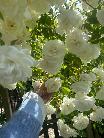 The image presents a vibrant, sunlit close-up of a luxuriant white rose bush. The frame is densely packed with numerous white roses at various stages of bloom, from unopened buds to large, fully unfurled flowers with multiple layers of petals. The roses exhibit shades of pure white, with some appearing subtly creamy due to the intense sunlight. Interspersed among the blossoms are abundant green leaves, many of which are brightly backlit by the sun, highlighting their delicate structures and creating a luminous effect.
On the right side of the composition, a person's right arm and hand are visible, gently reaching out to touch or hold one of the white roses. The individual is wearing a long-sleeved garment that is predominantly light blue, possibly made of a soft, fuzzy, or knitted material, with a crisp white cuff. A hint of a golden ring can be seen on one of the fingers.
The strong illumination, characterized by bright highlights and natural shadows, indicates a clear, sunny day, likely during the late morning or early afternoon. This light contributes to the overall fresh and serene atmosphere. In the lower right background, a blurred, dark wooden structure, possibly a fence or garden trellis, is partially visible. The scene depicts a tranquil moment of connection with nature in an outdoor garden setting, consistent with a location such as Noordwijk, Netherlands. There is no visible text in the image.