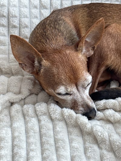 A close-up, eye-level shot shows a small, tan-colored dog sleeping on a cream-colored, ribbed blanket. The dog's eyes are closed, and its head is resting on the blanket. Its ears are perked up, and its tail is curled around its body. The blanket appears to be made of a soft, plush material. The lighting is natural and appears to be coming from above. No specific location in Vlasikha, Russia is discernible.