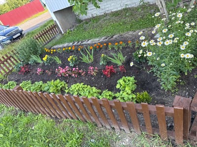 The image depicts a well-maintained flowerbed in a residential setting, likely a yard or garden. The flowerbed is bordered by a low, brown wooden fence and filled with a variety of colorful flowers. Bright pink and red begonia-like flowers are clustered in the foreground, interspersed with delicate yellow and orange blossoms, possibly marigolds. Behind these, taller green foliage plants and sword-like green leaves are visible. A cluster of white daisies with yellow centers blooms prominently to the right. The flowerbed is set against a backdrop of dark soil and green grass, with a tree trunk visible on the far right.
Beyond the flowerbed, a blue car with license plate E927XA10 is parked on a gravel path. A section of a red corrugated metal fence runs along the left side of the image, suggesting a property boundary. A white building with grey trim is partially visible in the upper left corner. The scene appears to be set during the daytime, with natural light illuminating the flowers and foliage. The overall impression is one of a peaceful, suburban outdoor environment. No people are visible in the image. The location context of Berezovka, Russia, suggests a temperate climate, which is consistent with the presence of blooming flowers.