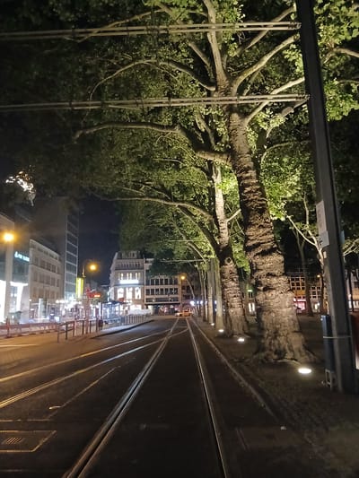 The image depicts a street scene at night in Cologne, Germany, likely near a tram line. Prominent are several large trees with textured bark, illuminated from below by small, round lights embedded in the ground. Overhead, what appear to be tram or trolley wires are strung between poles and trees. The tram tracks themselves are clearly visible, curving into the distance. On the left side of the tracks, buildings line the street, with some windows lit, suggesting commercial or residential activity. On the right side, beyond the trees, more buildings are visible, also with illuminated windows. A lamppost with a yellow light is visible in the distance. The overall atmosphere is one of an urban setting at night, with artificial lighting playing a significant role in illuminating the scene. No people are clearly visible in the image.