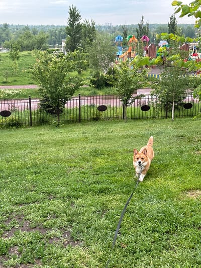 The photograph shows a Corgi dog on a leash in a grassy area adjacent to a black metal fence. A brick walkway runs parallel to the fence. Beyond the fence, there is a green landscape with trees and a playground with colorful structures. The location is likely Kuleshovka, Russia.