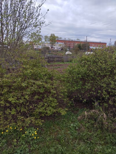The scene is a rural or semi-rural landscape, likely in the vicinity of Krasnogorskoye, Russia. The foreground is dominated by dense foliage, with bushes and grassy areas interspersed with yellow wildflowers. A leafless tree stands to the left. In the middle ground, a wooden fence encloses a cultivated garden or agricultural plot. Beyond the fence, several buildings are visible, including a large red brick building and smaller residential structures. The sky is overcast with grey clouds. There are no people visible in the image.