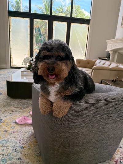 A fluffy, medium-sized dog with black and tan fur and white markings on its chest is sitting on a textured grey ottoman in a bright, modern living room. The dog is looking directly at the camera with its tongue slightly out. Behind the dog, a large window offers a view of palm trees and a bright blue sky, suggesting a tropical or sub-tropical climate. The room features light-colored walls, a tan leather sofa, and a contemporary coffee table. Pink sandals are visible on the patterned rug in the foreground. The overall impression is one of a relaxed and comfortable domestic setting, likely in a home in Pinecrest, United States of America, a city known for its lush landscaping and upscale residences.