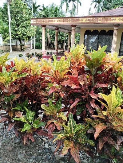 This image depicts an outdoor scene in Jambo Dalam, Indonesia. In the foreground, a dense cluster of vibrant Croton plants (Codiaeum variegatum) fills the lower half of the frame. Their leaves display a variegation of green, yellow, orange, and reddish-brown hues. These plants are rooted in a ground composed of small, irregular gray and brown stones.
Behind the plants, a single-story building with a wide porch is visible. The building's exterior walls are light yellow or cream-colored. The porch is supported by multiple fluted columns, appearing to be striped vertically in red and white/light brown, with dark capitals and bases. An ornate frieze with decorative motifs runs along the top edge of the porch's structure. The building features several windows with dark, arched frames, reflecting ambient light. A brown or orange-tiled roof extends over the building.
The background consists of abundant tropical vegetation, including numerous tall palm trees and other leafy green trees under an overcast or bright sky. The ground beyond the immediate foreground plants appears to be soil with sparse smaller shrubs. No people are visible.