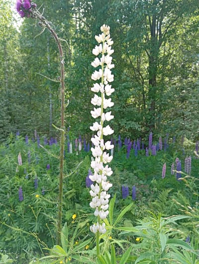 A tall, spiky stalk with a vibrant purple flower cluster stands prominently in the foreground, slightly to the left of center. To its right, a tall white lupine flower stalk rises vertically, densely packed with individual white blossoms. In the background, a field of lupines in various shades of purple and blue stretches towards a dense line of trees. The scene is set in a natural outdoor environment, likely a meadow or forest edge, with dappled sunlight suggesting it is daytime, possibly late morning or early afternoon. The lighting creates highlights on the flowers and foliage, and casts soft shadows. The overall impression is one of natural beauty and tranquility. The location is identified as Lahti, Finland. There is no visible text in the image.