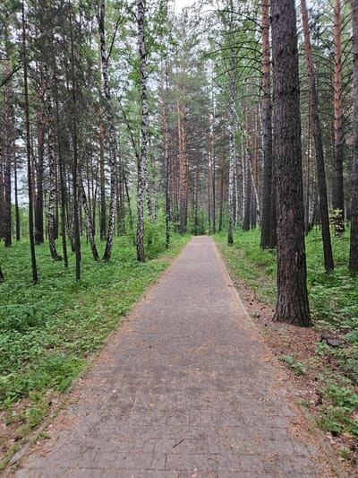 The image depicts a paved pathway winding through a dense forest in Sosnovoborsk, Russia. The pathway, constructed from rectangular grey pavers, is centrally located and recedes into the distance. It is bordered on both sides by a lush undergrowth of green foliage and various trees, including prominent birch trees with their characteristic white bark and tall pine trees with rough, brown trunks. The forest floor is covered in green vegetation and scattered with fallen pine needles and cones. The overall scene suggests a tranquil natural environment within the city limits. There are no people or animals visible in the image.