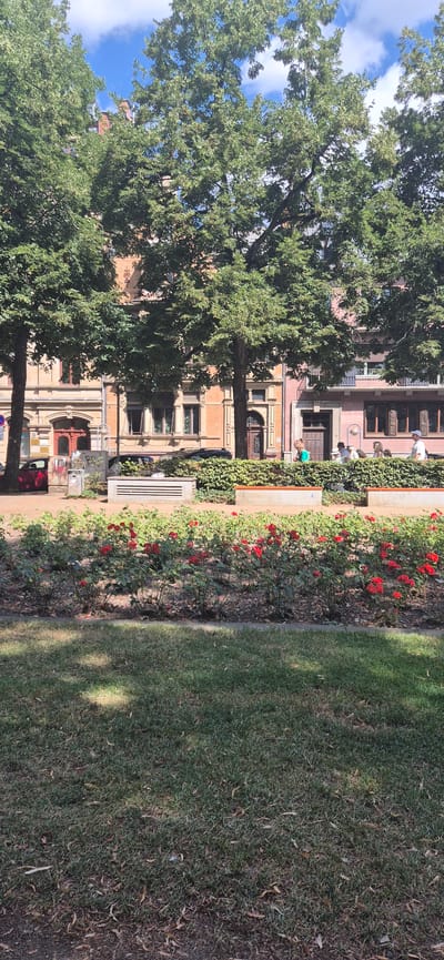 This image captures a sun-drenched scene in Mainz, Germany, specifically along a street lined with mature trees and historic buildings. In the foreground, a well-maintained lawn transitions to a vibrant flowerbed bursting with red roses. Behind the roses, a low, manicured hedge forms a natural barrier. Beyond the hedge, several people are visible, casually strolling or seated, suggesting a public space like a park or plaza adjacent to residential or commercial buildings. The architecture of the buildings is characteristic of older European city centers, with intricate facades and traditional windows. A few vehicles are parked along the street, partially obscured by trees and foliage. The sky above is a clear blue with scattered white clouds, indicating pleasant weather. The overall impression is one of urban tranquility and everyday life unfolding in a charming historical setting.