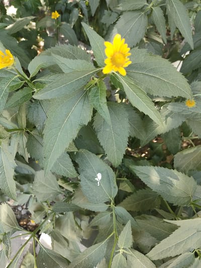The image displays a cluster of green foliage and yellow flowers, likely a plant species with serrated leaves. The lighting suggests it is daytime, with sunlight filtering through the leaves, creating subtle shadows and highlights. A small, white mark, possibly paint or chalk, is visible on one of the leaves. The overall impression is a close-up, outdoor shot of vegetation, devoid of any discernible urban elements or specific landmarks that would indicate a location within Oskemen, Kazakhstan. The background is a blurred mix of greens and browns, consistent with natural surroundings rather than a built environment.