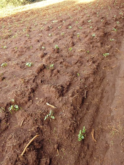 The image depicts an agricultural field located in the city of Ndeiya, Kenya, sloping upwards from the foreground. The terrain consists of reddish-brown, tilled soil exhibiting distinct clods and furrows, indicative of recent cultivation. Numerous young, green plant seedlings, approximately 5-15 cm tall, are sparsely distributed across the tilled area; some display broad leaves while others are grass-like. Scattered organic matter, including dried plant stalks and root fragments, is present on and within the soil. A distinct, unturned dirt path or strip, characterized by smoother, compacted reddish-brown soil, runs vertically along the right edge of the frame. In the background, the upper slope features denser, mature yellowish-green vegetation, likely trees or bushes, under natural daylight illumination. No human or animal subjects are present.