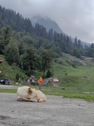 The image depicts a serene, overcast day in the mountainous region of Solang, India. In the foreground, a light-colored dog is sleeping soundly on a gravel path. Further back, a man in an orange jacket stands near a small, rustic wooden structure with a stone foundation and steps. Behind them, a lush green hillside is dotted with trees, and beyond that, a dense forest covers the slopes of a misty mountain range. The sky is heavily clouded, contributing to the diffused light. In the middle ground, several vehicles are parked near the edge of the forested area, and a few people can be seen on the grassy slopes in the distance.