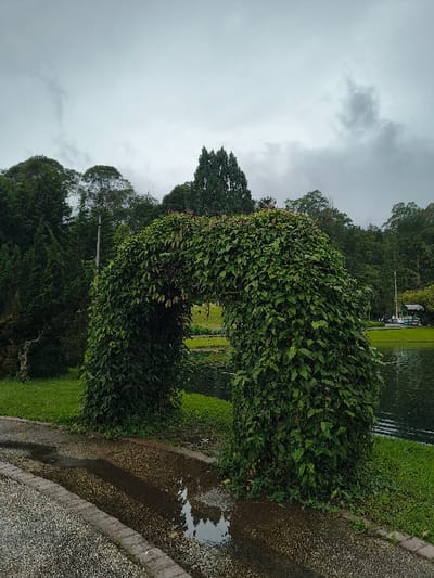 A green, leafy archway stands in a park-like setting under an overcast sky. The archway is the focal point, heavily covered in foliage. To the right, a wet pathway with puddles reflects the sky. Beyond the archway, green grass and water are visible. The background is a mix of trees and sky, suggesting a natural, possibly rainy, environment. The overall scene is peaceful and nature-focused.