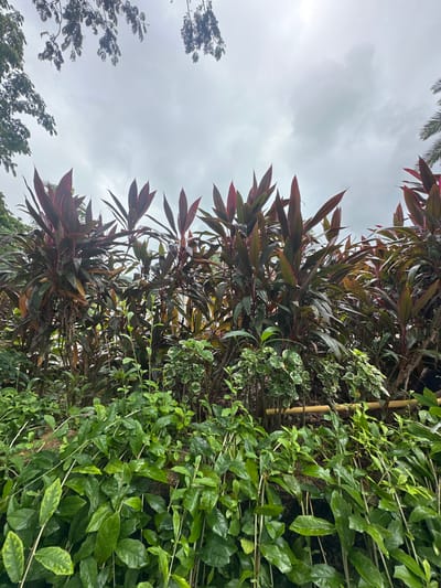 The image shows a dense arrangement of plants against a cloudy sky. In the foreground, lush green vines with broad leaves spread across the frame, some with variegated yellow-green patterns. Behind these, taller plants with long, pointed, dark reddish-purple leaves form a thick hedge. Interspersed among the taller plants are smaller, lighter green plants with variegated white and green leaves. A few thin, light-colored bamboo stalks are visible horizontally behind the foreground greenery, partially obscured by the plants. The background is dominated by a overcast sky with muted gray clouds. The upper edges of the image show the dark branches and leaves of trees, suggesting an outdoor environment. The scene appears to be a garden or a landscaped area within Phuket City Municipality, Thailand, likely during a cloudy or rainy day. There are no people or animals visible in the image.