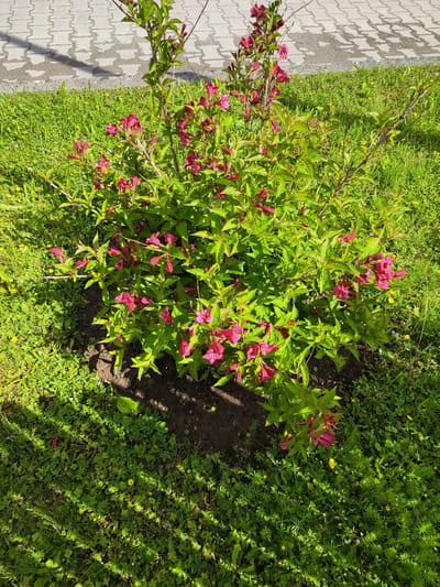 The image shows a Weigela bush with pink flowers in a grassy area. The bush is in the foreground, with its branches and leaves reaching outwards. The grass is green and lush, with some small yellow flowers scattered throughout. In the background, there is a paved area with a shadow cast on it, suggesting it is daytime and sunny. The scene appears to be in a park or garden in Gvardeysk, Russia, as indicated by the context. There are no people or animals visible in the image. The overall impression is one of a vibrant and healthy garden scene.