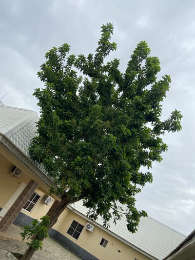 A large, leafy green tree dominates the center of the image, its branches extending towards a cloudy sky. To the left and below the tree, a section of a light yellow building is visible, featuring a white roof with a patterned texture. The building has windows with dark frames and at least two air conditioning units mounted on its exterior walls. A brick-like pattern is visible on the building's facade near a doorway. The ground appears to be paved with rectangular stones. The scene is set in Barikin Jirga Summa, Nigeria.