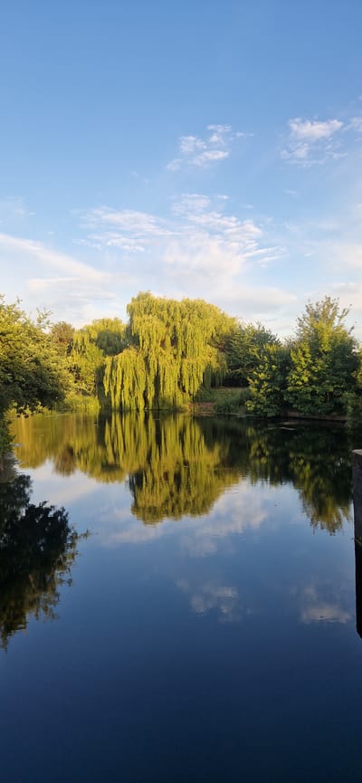 This image depicts a serene natural scene with a focus on the reflection of trees and sky in calm water. The primary subjects are lush green trees, some with drooping branches, and a clear blue sky dotted with wispy white clouds. The reflection of these elements in the water creates a symmetrical and tranquil visual.

The image appears to have been taken on a clear day, likely in the morning or late afternoon, judging by the soft, golden light illuminating the foliage. The water's stillness indicates a calm weather condition, with no visible signs of wind or disturbance.

The setting is a waterfront, possibly a canal or a riverbank, given the presence of trees lining the edge and a darker, potentially man-made structure visible at the very top of the frame. The location context suggests this could be South Holland, United Kingdom, which is known for its waterways and greenery.

There are no people or discernible activities taking place in the image. The focus is purely on the natural landscape and its mirrored reflection. The overall mood conveyed is one of peacefulness, natural beauty, and quietude. No visible text is present in the image.
