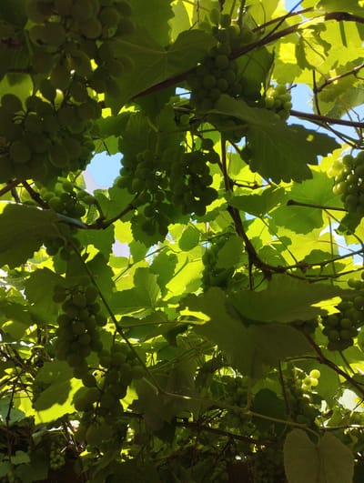 The image shows a close-up view of a grapevine laden with unripe green grapes, viewed from below against a bright blue sky. Large, veined grape leaves, illuminated by sunlight, create a dappled effect, casting shadows on the clusters of grapes and the vine's branches. Several bunches of grapes are visible, varying in size and density. The scene is set in Zikhron Yaakov, Israel, a location known for its vineyards. No people or specific actions are depicted; the focus is on the natural elements of the vineyard under the clear sky.