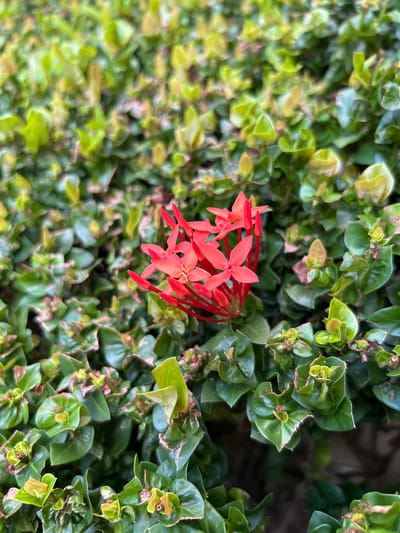 A cluster of vibrant red ixora flowers is in sharp focus, blooming amidst a dense thicket of lush green foliage. The leaves are varied in color, with some appearing a lighter, almost yellow-green, suggesting new growth, while others are a deeper, richer green. The overall impression is of a verdant, natural setting. This scene is located in Dehiwala, Sri Lanka, a city known for its tropical climate and abundant plant life, which provides a suitable environment for such flora. There are no people or animals visible in the image. The background is a soft blur of green and brown, indicating a shallow depth of field that emphasizes the flowers.