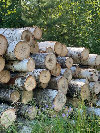 A stack of birch logs is piled high in front of a dense green forest. The logs vary in size and diameter, and their white bark with black markings is clearly visible. Some of the logs have been cut, revealing the wood grain and rings. The forest in the background consists of tall trees with green foliage, suggesting a warm, sunny day. There are also some patches of grass and small purple wildflowers growing in front of the logs, adding a touch of color to the scene. The image appears to have been taken in a rural or wooded area, likely for lumber or firewood.