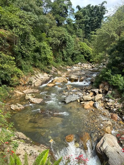 The image shows a rocky mountain stream flowing through a dense, lush forest in Cat Cat Village, Vietnam. The water is clear and appears shallow, with numerous rocks of varying sizes scattered throughout the streambed and along the banks. The surrounding environment is characterized by steep, verdant slopes covered in a variety of trees and vegetation. The sunlight filters through the canopy, creating dappled light and shadow on the water and rocks. There are no people visible in the scene. The overall impression is one of a natural, unspoiled landscape.