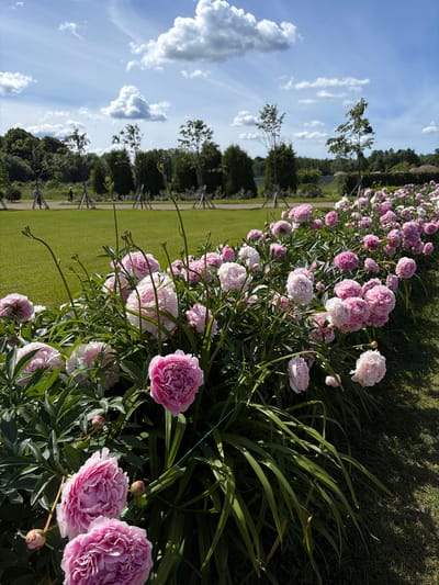 This media file depicts a row of blooming peonies in Peterhof, Russia. The flowers, in shades of pink and white, are lush and full, with many in various stages of bloom, from tight buds to fully opened blossoms. They are arranged in a dense line along a grassy area, with long, green stems and leaves providing a vibrant backdrop.

In the background, a neatly manicured lawn stretches out, with a pathway visible on the left side, suggesting a park or garden setting. Beyond the lawn, a line of trees forms a dark green border, separating the manicured area from a lighter green expanse, likely more fields or gardens. The sky above is a bright blue, punctuated by fluffy white clouds that cast soft shadows. The sunlight indicates it is daytime, likely late morning or early afternoon, given the angle of the light and shadows.

The overall scene evokes a sense of peacefulness and natural beauty, characteristic of a well-maintained garden in full bloom. The composition is dominated by the vibrant colors of the peonies and the lush greenery, creating a visually appealing and serene landscape. There is no visible text within the media file.