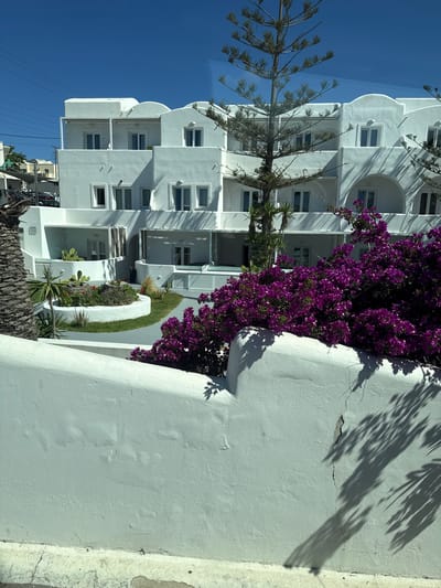 The image captures a bright, sunny day in Thira, Greece. The scene is dominated by a white, multi-story building with a distinctly Cycladic architectural style, characterized by its cubic shapes and rounded corners. The building features multiple balconies and terraces, many with arched openings. The facade is stark white against a clear, vibrant blue sky.

In the foreground, a low, curved white wall separates the viewer from the building and its surroundings. Behind this wall, a lush garden area is visible, containing a circular raised planter with various succulents, including cacti, and some smaller red flowers. Green grass and a gray paved pathway surround the planter.

To the right of the garden, a dense cluster of vibrant purple bougainvillea flowers spills over the white wall, adding a splash of intense color to the scene. A tall, slender evergreen tree with needle-like foliage stands prominently to the left of the building, its branches extending upwards. A palm tree is partially visible on the far left edge of the image.

The architectural style and vegetation are typical of the Aegean islands, specifically Santorini, where Thira is located. The presence of white buildings, blue skies, and bougainvillea is iconic of this region. No people are visible in the image. The overall impression is one of a serene and picturesque Mediterranean setting.