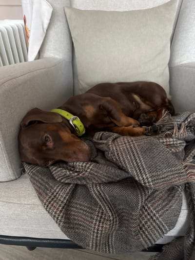 An indoor scene in Zelenogradskiy, Russia, depicts a single short-haired dachshund dog resting on a light gray upholstered armchair. The dog, which has reddish-brown fur, is curled on its right side, facing the viewer with one eye open. It wears a bright lime green collar with a silver buckle. Its head is positioned on a patterned blanket woven in shades of brown, gray, and faint red, which partially covers its body and drapes over the armchair. A matching light gray cushion is visible against the backrest of the armchair. In the upper left background, a white radiator with vertical fins is partially visible, indicating an interior domestic environment. No human subjects are present.