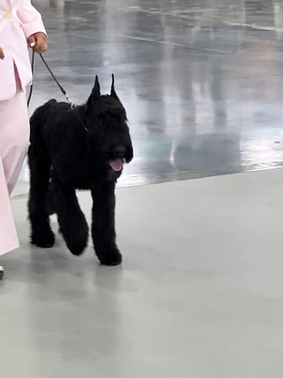 A black Giant Schnauzer, with erect ears and its tongue slightly out, walks on a polished gray floor. The dog is on a black leash held by a person whose lower body is visible on the left side of the frame. The person is wearing a light pink jacket with a split hem and light pink pants. The background is blurred, showing reflections of lights and possibly other people. The scene appears to be indoors, possibly in a convention hall or exhibition space, in Zelenaya Roshcha, Russia.