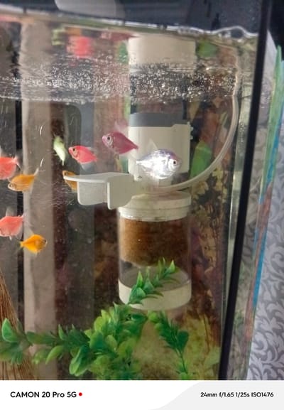 An aquarium containing several small, brightly colored fish is the subject of this image. The fish are of varying colors, including pink, orange, silver, and a pale green. They are swimming in clear water, with numerous air bubbles visible near the surface, indicating an aeration system is in operation. A white filter or pump mechanism is partially visible, attached to a cylindrical container filled with brown granular material, likely fish food or filter media. Green artificial plants are positioned at the bottom of the aquarium. The background is a blurred pattern of light and dark colors, suggestive of a home or indoor environment. The image also includes text overlays at the bottom, indicating camera settings and model. There is no information within the image or its context that would allow for the determination of its location in Yakutsk, Russia.