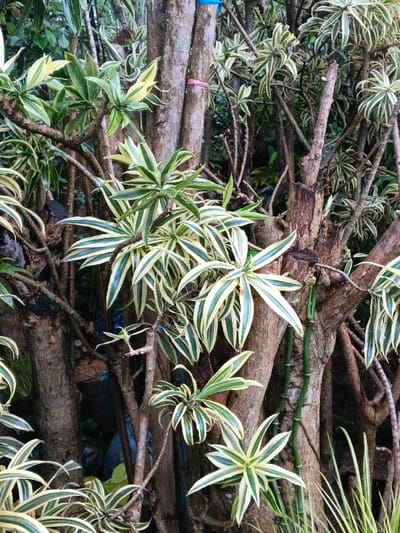 The image displays a dense botanical scene, located in Pea Reang District, Cambodia. The foreground and midground are populated by numerous variegated plants, characterized by elongated, lanceolate leaves featuring prominent central green stripes bordered by creamy yellow margins. These leaves are arranged in rosettes or spirally along visible woody stems. Behind the foliage, a dense network of vertical, brown, textured tree trunks and branches forms the background. A thin pink plastic band is secured around one of the central tree trunks. Higher on an adjacent trunk, a blue plastic band is partially visible. A dark, possibly terracotta or plastic, container or pot is dimly discernible amongst the lower foliage to the left. No individuals, animals, or explicit actions are depicted.