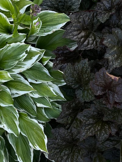This is a close-up, overhead shot of a garden in Starobaltachevo, Russia, featuring two distinct types of plants. In the foreground, a hosta plant with large, variegated leaves is prominent. The leaves are primarily a deep green, edged with a creamy white border. Some of the leaves have small perforations, possibly from insect activity. A single flower stalk with small, unopened buds, colored a light purple, is visible on the left side of the hosta.
Behind the hosta, a mass of dark, almost black foliage fills the background. These leaves are deeply textured, with a ruffled or crinkled appearance. Their dark hue creates a strong contrast with the lighter hosta leaves. The lighting suggests it might be a cloudy day or the plants are in a shaded area, as there are no harsh shadows and the colors are somewhat muted. The scene depicts a natural setting, likely a garden bed, with no artificial objects or people visible. The overall impression is one of lush, textured foliage.