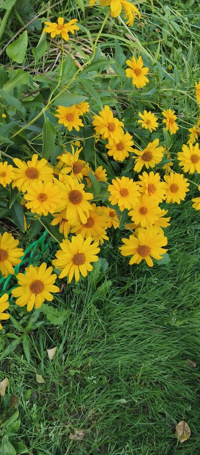 The image depicts a close-up view of a cluster of yellow flowers, likely Black-eyed Susans, in Polzino, Russia. The flowers are in various stages of bloom, with bright yellow petals radiating from dark brown centers. They are interspersed with lush green foliage and stems. The background consists of more green grass and leaves, suggesting an outdoor setting, possibly a garden or meadow. There are no people or animals visible in the image, and no discernible actions or interactions are taking place. The lighting appears to be natural daylight, creating soft shadows and highlighting the vibrant colors of the flowers. The overall scene is one of natural beauty and tranquility.