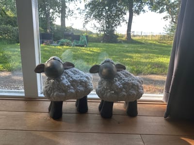 Two decorative sheep figurines are positioned on a wooden floor in front of a large window. The sheep are grey and white with black legs and heads. They are facing forward, looking out towards a sunny outdoor scene.

Beyond the window, a grassy yard is visible, with trees and a wooden fence in the background. The sunlight suggests it is daytime, likely late afternoon due to the long shadows. The setting appears to be a residential area, possibly a backyard in Oldemarkt, Netherlands. There is a grey curtain on the right side of the window. The overall mood is peaceful and domestic. No text is visible in the image.