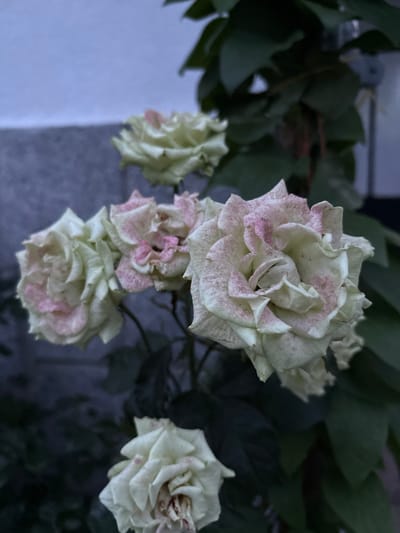 The image displays a cluster of white roses with faint pink speckles on their petals. The roses appear to be past their prime, with some petals showing signs of wilting or dryness. They are arranged on a branch with dark green leaves, some of which are also slightly faded. The background is dark and out of focus, hinting at a natural setting. To the left of the roses, a lighter, blurred area suggests a wall or structure. The lighting appears dim, possibly indicating dusk or a heavily shaded area. The scene is static, with no action or people visible. The overall impression is one of natural beauty, perhaps in a garden or a wild setting in Strelcha, Bulgaria. There is no visible text in the image.