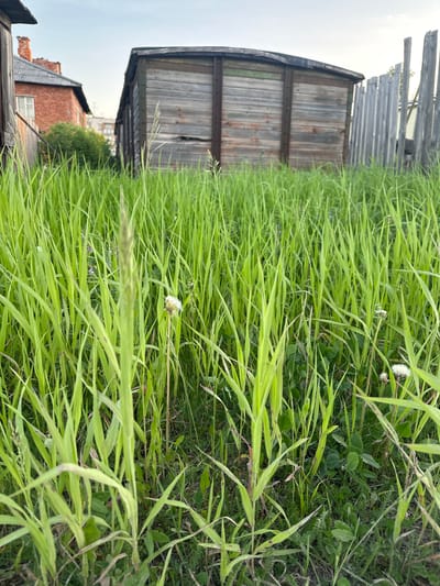 The image depicts an overgrown grassy area in front of a wooden structure resembling a carriage or shed. In the background, a red brick building with a gabled roof is visible, along with a weathered wooden fence. The sky is overcast. The scene appears to be located in a rural or semi-urban environment, potentially on the outskirts of Izyayu, Russia, given the architectural style and the presence of unkempt vegetation. No people are present in the image.