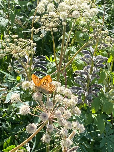 An orange butterfly with black markings rests on a cluster of small white flowers. The butterfly is facing left with its wings spread. Behind it, there are more white flowers, green leaves, and some tall, fuzzy seed pods. The image was taken outdoors in Leipyasuo, Russia.