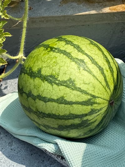 An overhead shot shows a small, round watermelon with dark green stripes on a light green background. The watermelon rests on a light green textured cloth. To the left of the watermelon, a thick, green vine with small hairs and leaves is visible. The background consists of a gray, textured surface with a hint of a wooden structure and sunlight casting shadows. The scene does not depict any elements that would suggest a specific location in Bad Hersfeld, Germany.