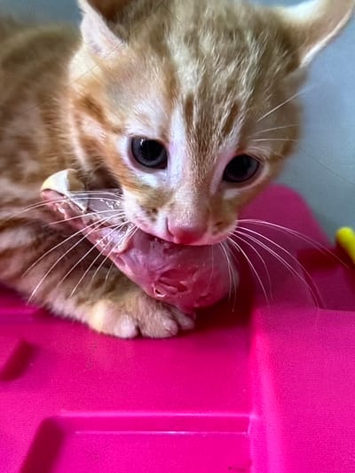 An orange tabby kitten is close-up, actively chewing on a piece of pinkish-red material, possibly raw meat or a toy, with its mouth open. The kitten's eyes are wide and dark, and its whiskers are prominent. It is positioned on a bright pink surface, which appears to be a plastic container or toy. A sliver of yellow is visible to the right of the kitten. The background is a muted blue-gray. There is no indication of the city of Iquique, Chile, within the image.