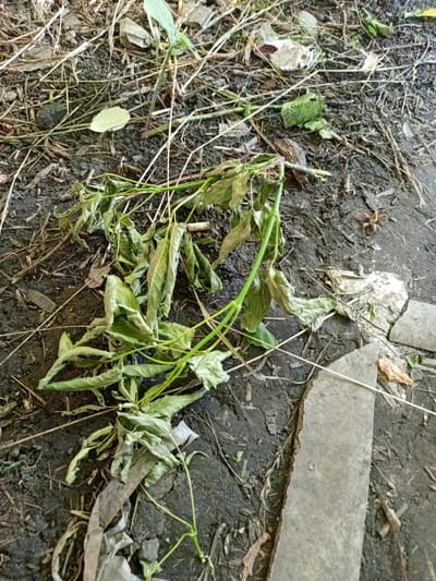 The image depicts a close-up view of a wilting plant lying on the ground. The plant has thin stems and dry, curled leaves, predominantly in shades of green and brown, suggesting it is no longer alive or is severely dehydrated. It is spread across dark, damp soil interspersed with dried leaves, twigs, and other organic debris. Several thin, light-colored dried grass stalks are also visible, creating a scattered and somewhat messy texture on the ground. In the lower right quadrant of the image, a fragment of a light-colored, rough-surfaced stone or concrete slab is present, adding another element to the ground composition. The lighting suggests it is daytime, with shadows present, though the exact time is difficult to determine. The overall impression is one of neglect or the natural decay of vegetation. There are no people, animals, or clear indications of a specific event. The setting appears to be outdoors, possibly in a garden, yard, or natural area where plants have fallen or been discarded. There is no visible text in the image.