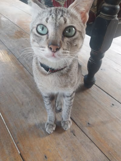 A light brown tabby cat with striking green eyes sits on a wooden floor. The cat is wearing a black collar with a red and black patterned band and a silver buckle. The cat's fur is short and appears to be in good condition. The wooden floor is made of planks of varying shades of brown and shows some signs of wear. In the background, a dark wooden table leg is visible. The scene appears to be indoors, possibly in a home. This image is of a domestic cat in Labissa, Indonesia.