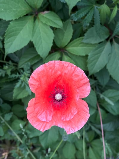 This is a close-up, top-down photograph of a single, bright red poppy flower in full bloom. The poppy is centrally located and takes up a significant portion of the frame. Its petals are delicate and slightly crinkled, with visible veins. The center of the flower is dark with a cluster of stamens and a pale, fuzzy stigma. The background consists of lush, green foliage, likely the leaves of a vine or bush, which are out of focus, providing a soft, natural backdrop. The lighting appears to be natural daylight, with no harsh shadows. The overall impression is one of natural beauty and the vibrant simplicity of a single bloom. This scene is likely found in one of the numerous parks or gardens within the city of Kislovodsk, Russia, known for its sanatoriums and natural landscapes.