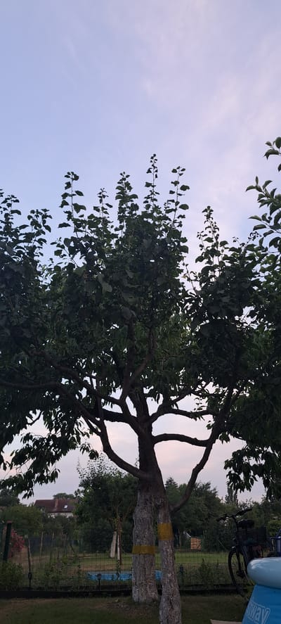 This is a daytime, vertical, eye-level, full outdoor shot of a tree in the city of Kostrzyn upon Oder, Poland. The sky is a pale blue with some wispy clouds. The tree is the main subject, with its dark green leaves and gnarled branches filling the upper portion of the frame. The trunk of the tree is visible at the bottom, with yellow bands wrapped around it. In the background, a fence encloses a grassy area with more trees and bushes. A house with a red-tiled roof is visible in the distance. A bicycle is parked to the right of the tree, and a blue inflatable pool is partially visible in the foreground. The scene appears to be a backyard or garden area.