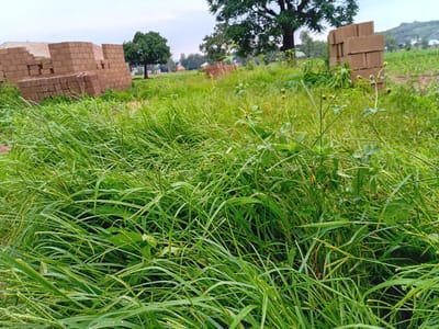 The image depicts an outdoor scene, likely in Barakin Angundi, Nigeria. Dominating the foreground is lush, green grass, with some blades appearing slightly wet, suggesting recent rain or dew. Interspersed with the grass are small, delicate plants with yellow buds. In the mid-ground, two stacks of what appear to be unbaked bricks are visible. To the left of the bricks, a few leafy plants with thin stems hang down. Further in the background, the trunks and canopies of several trees are visible, with one large tree on the left side of the image. Beyond the trees, a hazy landscape stretches out, with what might be hills or a distant elevated area on the far left. The sky is overcast, contributing to a muted, perhaps humid atmosphere. The overall impression is a natural, undeveloped setting. There is no visible text in the image.