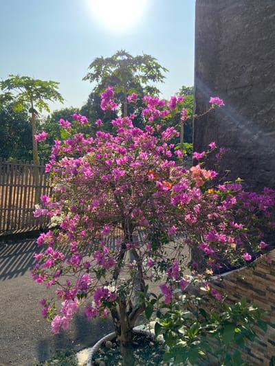 In the city of Margorejo, Indonesia, a vibrant bougainvillea tree, laden with numerous bright pink and some white and orange bracts, is the central subject. The tree is situated in a pot, with a textured stone wall to its right and a wooden fence in the background. Two papaya trees are visible behind the fence, with their distinctive large, palmate leaves. The sun is shining brightly in a clear blue sky, casting long shadows from the fence onto the asphalt ground. The scene appears to be outdoors, possibly in a garden or residential area, given the presence of a wall and fence.