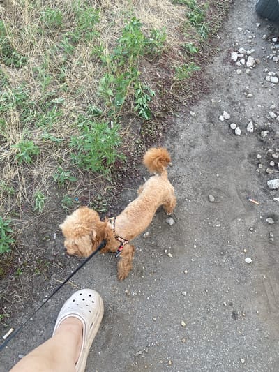 In the city of Mais'ke, Ukraine, a light brown toy poodle, wearing a colorful harness, stands on a dirt path. The dog is attached to a black leash held by a person, whose lower leg and foot, clad in a light-colored clog, are visible in the foreground. The environment is a mix of dry grass, green foliage, and a gravelly path. Rocks and debris, including what appears to be a cigarette butt, are scattered on the ground. A portion of a dark-colored tire is visible in the upper right corner of the frame.