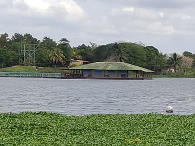 The image displays a serene landscape featuring a large body of water, likely a lake or wide river, under an overcast sky. In the foreground, a dense mat of vibrant green aquatic vegetation, resembling water hyacinths, covers the lower portion of the water surface.
Dominating the midground is a substantial floating structure, appearing to be a houseboat or a floating restaurant/bar. This structure is built on a raft-like base and features a wide, gabled roof covered with what looks like green, possibly corrugated, material. The sides of the structure are a light brown or tan color, with several open window-like sections or entrances, some highlighted with a lighter blue trim. A wrap-around deck or porch is visible at water level. The water around this structure is rippled, indicating gentle movement. To the right of the floating structure, partially obscured by the foreground vegetation, a white, spherical or dome-shaped object, possibly a buoy, floats on the water.
The background consists of a lush, green shoreline densely covered with various trees, including prominent palm trees. On the far left of the shoreline, a large, skeletal metallic structure, possibly a water tower frame or a utility support, stands out against the greenery. In front of this metallic structure, extending into the water, is a blue and white floating dock or walkway. Further to the right along the distant shore, nestled among the trees, are a few small buildings with light-colored walls and reddish roofs.
The sky is largely covered with light grey clouds, suggesting an overcast or cloudy day, which provides soft, diffuse lighting across the scene. The overall impression is one of tranquility and natural beauty, with a touch of human presence in the form of the floating structure and distant buildings. There is no visible text in the image.